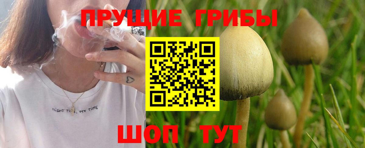 Богородск  Псилоцибиновые грибы прущие грибы  Вход с VPN 